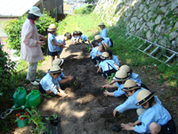 柳井幼稚園　子育て支援　野菜の栽培・収穫